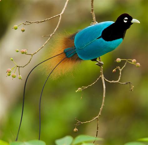 Protecting the Habitat of Exotic Birds of Paradise for Future Generations
